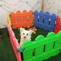 واگذاری سگ اشپیتز بسیار باادب