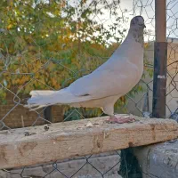 کبوتر|پرنده|صائین قلعه, |دیوار