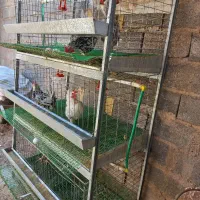 قفس همراه با مرغ و خروس|پرنده|رفسنجان, |دیوار