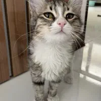 واگذاری گربه ۳ماهه