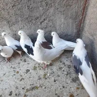 پشدار قدبلند|پرنده|زرند, |دیوار