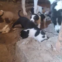 سگ ماده سرابی