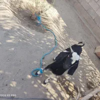 بز نر|حیوانات مزرعه|قلعه گنج, |دیوار