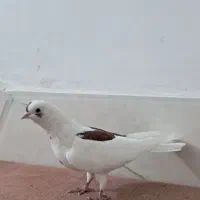کبوتر