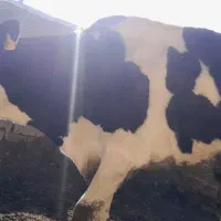 گاو شیری|حیوانات مزرعه|سده (خراسان جنوبی), |دیوار