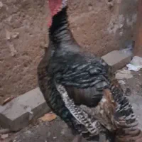 مرغ|حیوانات مزرعه|فاضل آباد, |دیوار