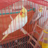 یک جفت طوطی عروس نرو ماده