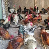 خروس محلی سیاه گلین و نیمچه گلین|حیوانات مزرعه|الوند, |دیوار