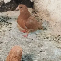 رنگه