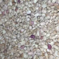 فروش ۵۰۰کیلو لوبیا چیتی درجه ۲