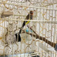 سقا سهره کرمانشاهی|پرنده|کرمان, |دیوار