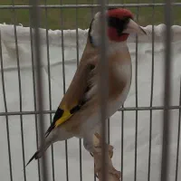 سهره فردیس نر جوجه قفس