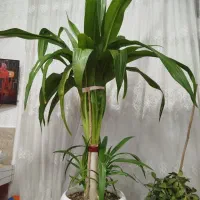 گل موزی بزرگ و سرحال