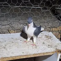 ساده سیاه‌ کاکلی|پرنده|گنبد کاووس, |دیوار