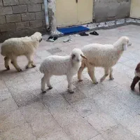 بز.بره. گوسفند