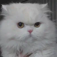 گربه پرشین