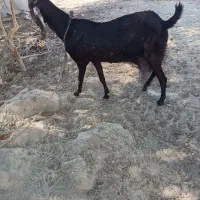 فروش بز ماده 13000000|حیوانات مزرعه|دشتیاری, |دیوار