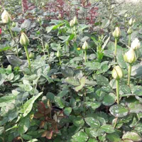 فروش رز و نهال تهران پاکدشت