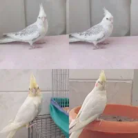 انواع پرنده