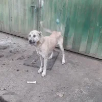 سگ سراب ماده