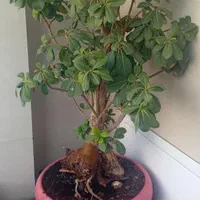 بنسای میخک هندی|گل و گیاه طبیعی|کرمان, |دیوار