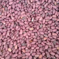 لوبیا قرمز