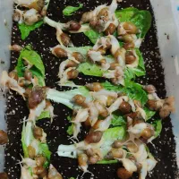 حلزون ارزون همراه با باکس