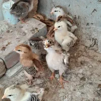 جوجه رسمی