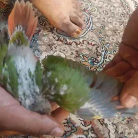 گرینچیگ سرلاکی آناناسی|پرنده|مشهد, نوید|دیوار