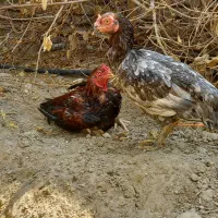 مرغ کرچ . کدوکی پکارن