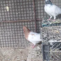 کبوتر فروشی