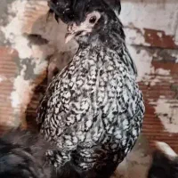 تخم مرغ نطفه دار|حیوانات مزرعه|اردبیل, |دیوار