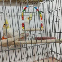 یک جفت عروس هلندی لوتینو  آماده جفت گیری  باقفس