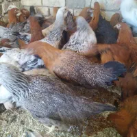 فروش جوجه مرغ چهار ماهه نزدیک تخم
