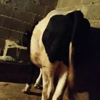 گوساله نر گوشتی|حیوانات مزرعه|آستانه اشرفیه, |دیوار