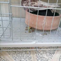 کفتر شازده سرور نر|پرنده|پاکدشت, خاتون آباد|دیوار