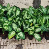 دیفن و زامفولیا بلک فقط 230هزار