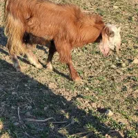 بزغاله نر|حیوانات مزرعه|سرپل ذهاب, |دیوار