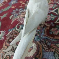 عروس هلندی سخنگو .رفسنجان.عباس آباد آغفور