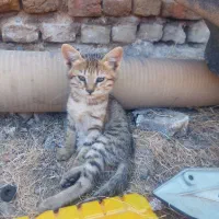گربه|گربه|زنجان, |دیوار