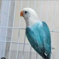 طوطی کوتوله برزیلی ماده