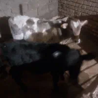 دو عدد گاو  دو عدد گوساله نر