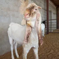 بز نر بز پاکستانی گلابی سانن میش بره قوچ