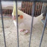 جفت عروس هلندی|پرنده|اردکان, |دیوار