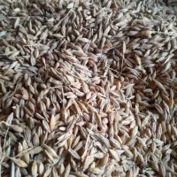 فروش جو بذری|خدمات باغبانی و درختکاری|آق قلا, |دیوار