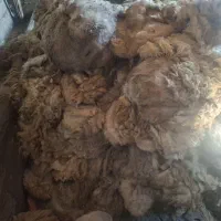 پشم گوسفند