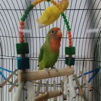 کوتوله بریزیلی