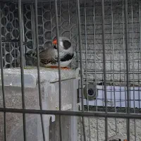 فنچ لپ سیاه معاوضه با بنگالی|پرنده|تبریز, |دیوار