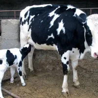 کارگر دامداری با تجربه