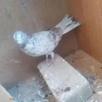 پرشی و دوکت و کله ای و سرور و طوقی و قاره سینماش|پرنده|قم, آذر (نکویی)|دیوار
